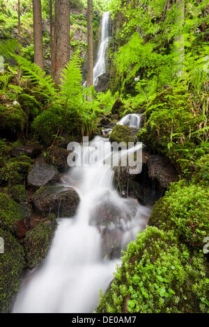 Burgbach Stream mit Burgbach Wasserfall in der Nähe von Schapbach, Schwarzwald, Baden-Württemberg Stockfoto