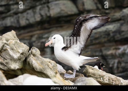 Black-browed Albatros (Diomedea Melanophrys), Falklandinseln, Subantarktis Stockfoto