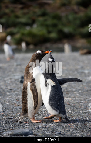 Gentoo Penguins (Pygoscelis Papua), Küken, betteln, Gold Harbour, Antarktis, Südgeorgien, Subantarktis Stockfoto