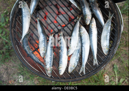 Sardinen auf einem Grill kochen Stockfoto