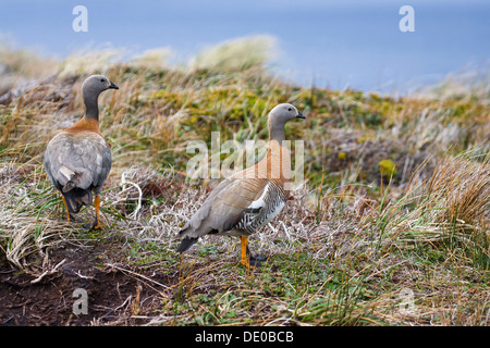 Unter der Leitung von Ashy Gans (Chloephaga Poliocephala), Kap-Horn-Nationalpark, Chile, Südamerika Stockfoto