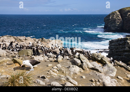 Black-browed Albatros (Diomedea Melanophrys) und Southern Rockhopper Penguins (Eudyptes Chrysocome), New Island Stockfoto