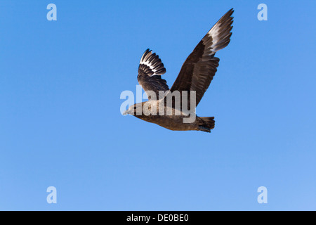 Mauser Brown Skua (Catharacta Antarctica) im Flug, Devil Island, Antarktis Stockfoto