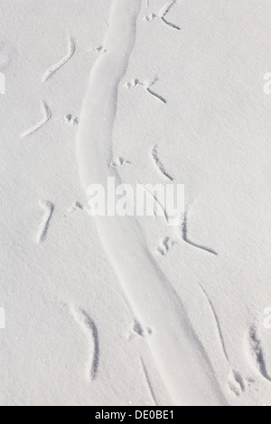 Spuren von einer Adélie Penguin (Pygoscelis Adeliae) rutschen auf dem Bauch im Schnee, Antarktis Stockfoto