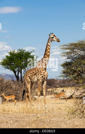 Masai-Giraffe (Giraffa Plancius) und Impalas (Aepyceros Melampus) Stockfoto