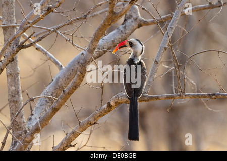 Rot-billed Hornbill (Tockus Erythrorhynchus) Stockfoto