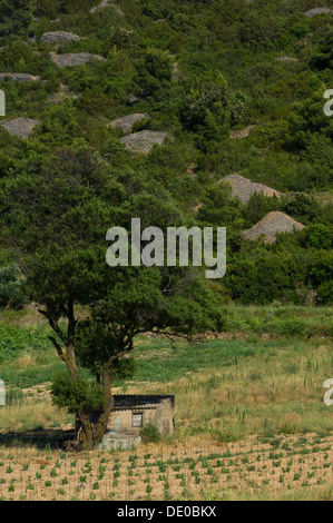 Kleines landwirtschaftliches Gebäude unter einem schattigen Baum, in der Nähe von Komiza auf der Insel Vis, südlichen dalmatinischen Inseln, Kroatien Stockfoto