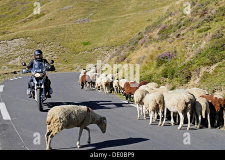 Fahrt auf einer Straße mit Schafen, Col du Tourmalet Passstraße, Berge, Motorradfahrer Bareges, Midi-Pyrénées, Pyrenäen Stockfoto