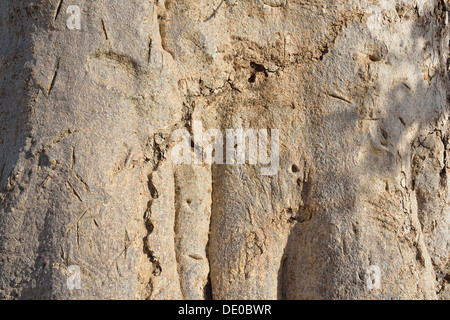 Baobab - in der Nähe von toten Ratten - Affe-Brot - Baum Upside-Down (Affenbrotbäume Digitata) Rinde Baumdetails Reserve Bandia Stockfoto