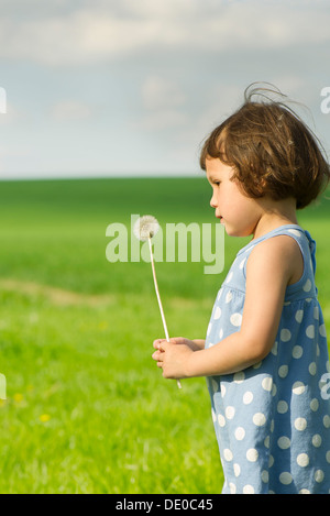 Kleines Mädchen hält Löwenzahn Seedhead im Feld Stockfoto