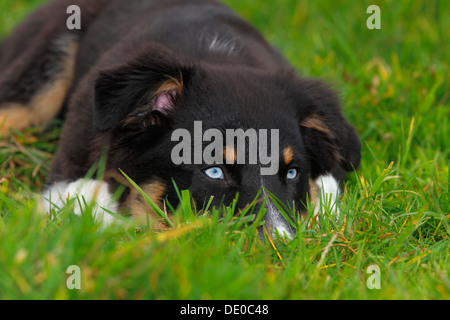 Australian Shepherd Black Tri Welpen, Männlich, mit blauen Augen Stockfoto