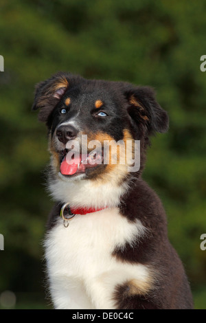 Australian Shepherd Black Tri Welpen, Männlich, mit blauen Augen Stockfoto