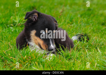 Australian Shepherd Hund, schwarze Trikolore, Welpen mit blauen Augen Stockfoto