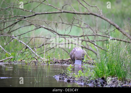 Eurasische Biber (Castor Fiber) kommen aus dem Wasser im Sommer Stockfoto