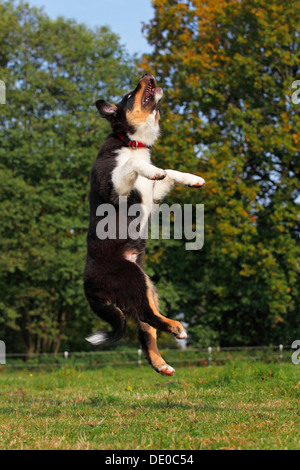 Springende Australian Shepherd Black Tri Welpen, Männlich Stockfoto