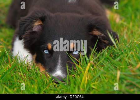 Black Tri Australian Shepherd, Welpen, mit blauen Augen Stockfoto