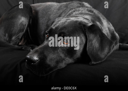 Schwarze Labrador Retriever Hund, Männlich Stockfoto