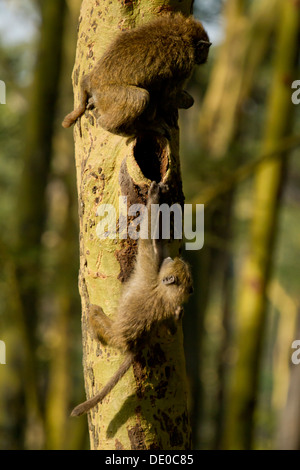 Olive Paviane [Papio Anubis], Lake Nakuru, Kenia. Stockfoto