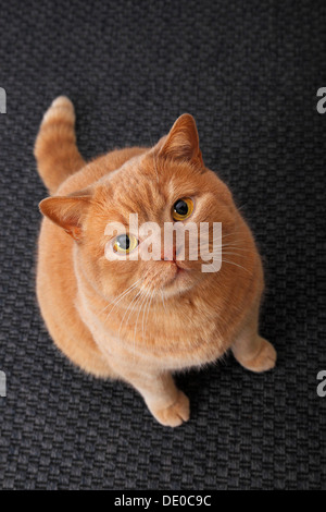 Ingwer-Britisch-Kurzhaar-Katze Stockfoto