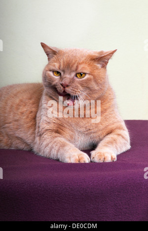 Britisch Kurzhaar Ingwer, tomcat Stockfoto