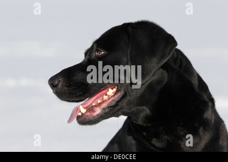 Black Labrador Retriever, Rüde, im Schnee Stockfoto