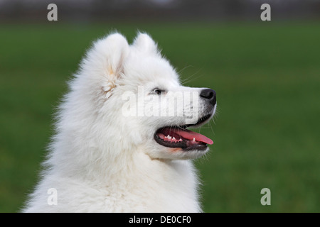 Samoyed Hund, Welpe, 3,5 Monate, Männlich, auf einer Wiese Stockfoto