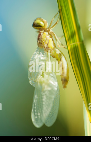 Frisch geschlüpfte Libelle trocknen seine Flügel auf Grashalm Stockfoto