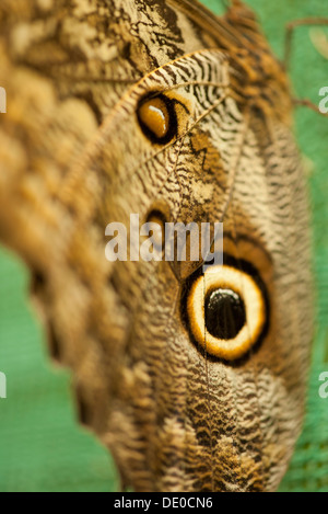 Nahaufnahme der Eule Schmetterlingsflügel Stockfoto