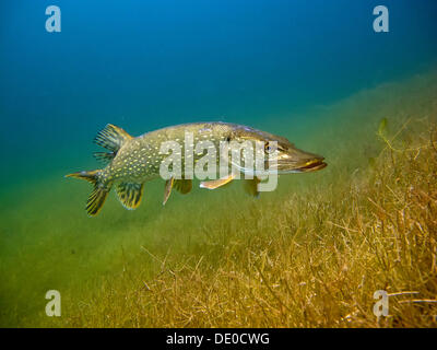 Hecht (Esox Lucius) im Helenesee See, in der Nähe von Frankfurt Oder, Brandenburg Stockfoto