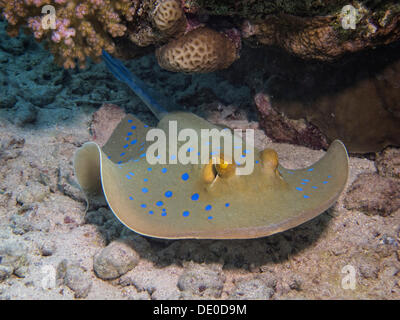 Bluespotted Ribbontail Ray (Taeniura Lymma), Mangrove Bay, Rotes Meer, Ägypten, Afrika Stockfoto
