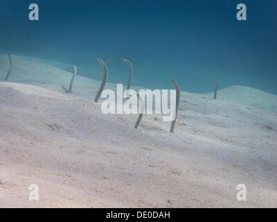 Red Sea Garden Aale (Gorgasia Sillneri), Mangrove Bay, Rotes Meer, Ägypten, Afrika Stockfoto