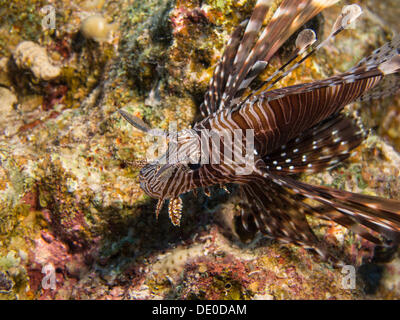 Gemeinsamen Rotfeuerfisch oder Teufel Feuerfisch (Pterois Miles), Mangrove Bay, Rotes Meer, Ägypten, Afrika Stockfoto