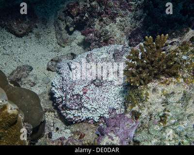 Steinfisch (Synanceia verzweigt), eines der giftigsten Fisch in der Welt, Mangrove Bay, Rotes Meer, Ägypten, Afrika Stockfoto