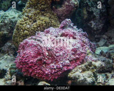 Steinfisch (Synanceia verzweigt), eines der giftigsten Fisch in der Welt, Mangrove Bay, Rotes Meer, Ägypten, Afrika Stockfoto