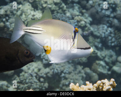 Mangrove Bay, Rotes Meer, Ägypten, Afrika, Arabische Picasso-Drückerfisch (Rhinecanthus Assasi) Stockfoto