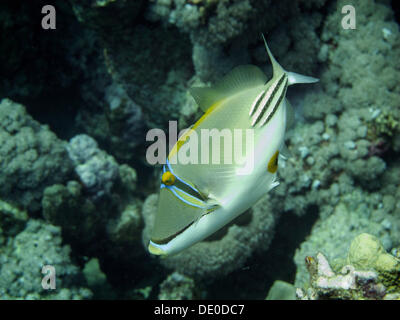 Mangrove Bay, Rotes Meer, Ägypten, Afrika, Arabische Picasso-Drückerfisch (Rhinecanthus Assasi) Stockfoto