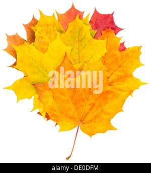 Gelbes Herbstlaub Ahorn isoliert auf weißem Hintergrund Stockfoto