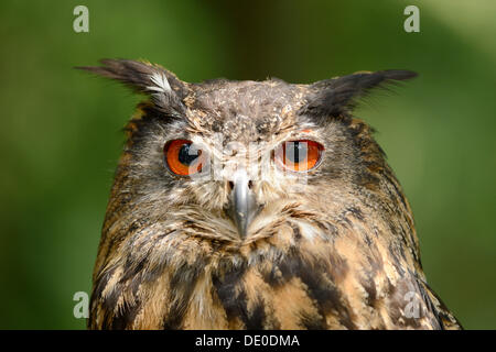 Uhu (Bubo Bubo), portrait Stockfoto