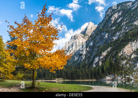 Ahornbaum im Herbst Farben auf See Wildsee Wildsee, See Lago di Altprags, Pragser Tal Tal, Prags, Dolomiten Stockfoto