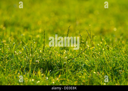 Lebendige Grasgrün Nahaufnahme mit DOF Fokus Stockfoto