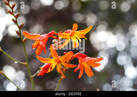 Montbretia oder Coppertips (Crocosmia), invasive Pflanze in Hawaii, Big Island, Hawaii, USA Stockfoto