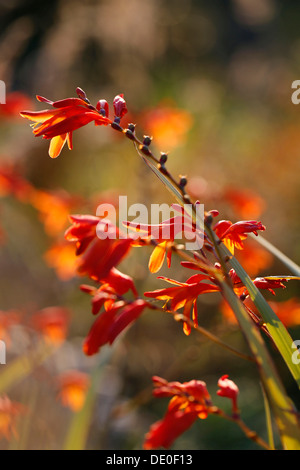 Montbretia oder Coppertips (Crocosmia), invasive Pflanze in Hawaii, Big Island, Hawaii, USA Stockfoto