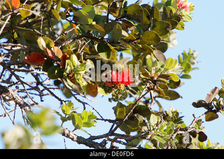 Japanische White-eye oder Mejiro (Zosterops Japonicus), Big Island, Hawaii, USA Stockfoto