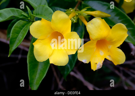 Gelber Hibiskus oder Pua Aloalo (Hibiscus Brackenridgei), Zustandblume von Hawaii, Big Island, Hawaii, USA Stockfoto