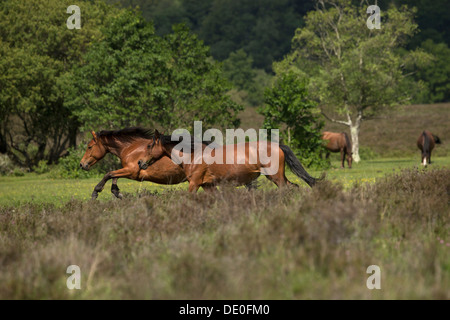 Wild Horse New Forest National Park England UK Stockfoto