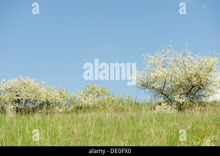 Bäume blühen im Frühling Stockfoto