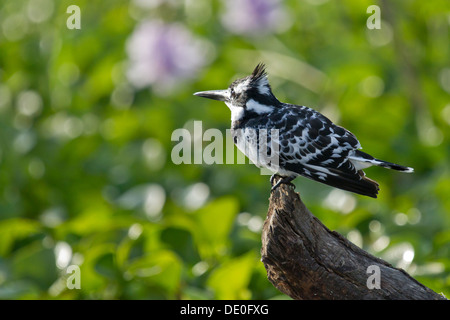 Pied Kingfisher [Ceryle Rudis], Lake Naivasha, Kenia. Stockfoto