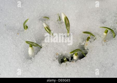 Schneeglöckchen (Galanthus) brechen durch den Schnee bedeckten Boden Stockfoto