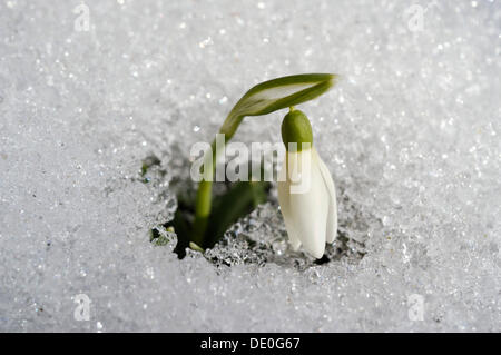 Schneeglöckchen (Galanthus) brechen durch den Schnee bedeckten Boden Stockfoto