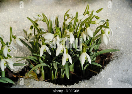 Schneeglöckchen (Galanthus) brechen durch den Schnee bedeckten Boden Stockfoto